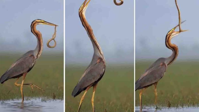 Wildlife hunt featuring a Purple Heron catching and tossing a snake into the air before swallowing it.