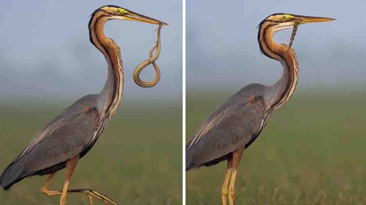 Wildlife hunt featuring a Purple Heron catching and tossing a snake into the air before swallowing it.