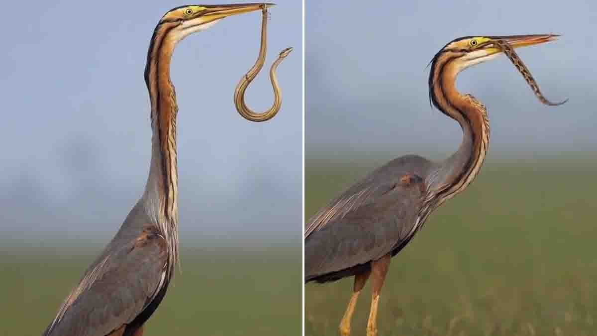 Wildlife hunt featuring a Purple Heron catching and tossing a snake into the air before swallowing it.