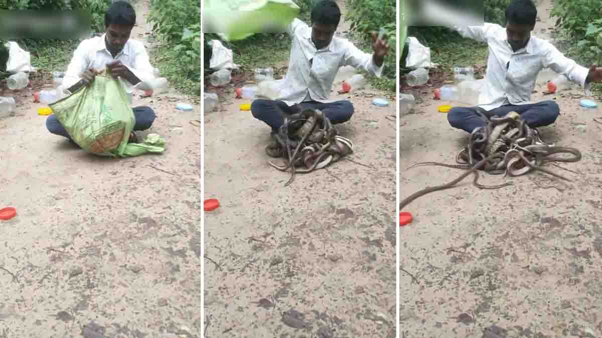 Viral Cobra Video : ಹಾವಿನ ಜೊತೆ ಇಷ್ಟು ದೊಡ್ಡ ರಿಸ್ಕಾ? ನೂರಾರು ನಾಗರಹಾವುಗಳ ಮಧ್ಯೆ ವ್ಯಕ್ತಿ ಸಾಹಸ - ವೈರಲ್ ವಿಡಿಯೋ ನೋಡಿ! 1 A man surrounded by hundreds of venomous cobras after dumping them from a sack onto a dirt road in a viral cobra video.