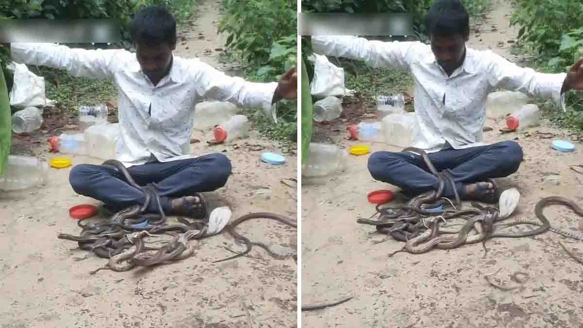 A man surrounded by hundreds of venomous cobras after dumping them from a sack onto a dirt road in a viral cobra video.
