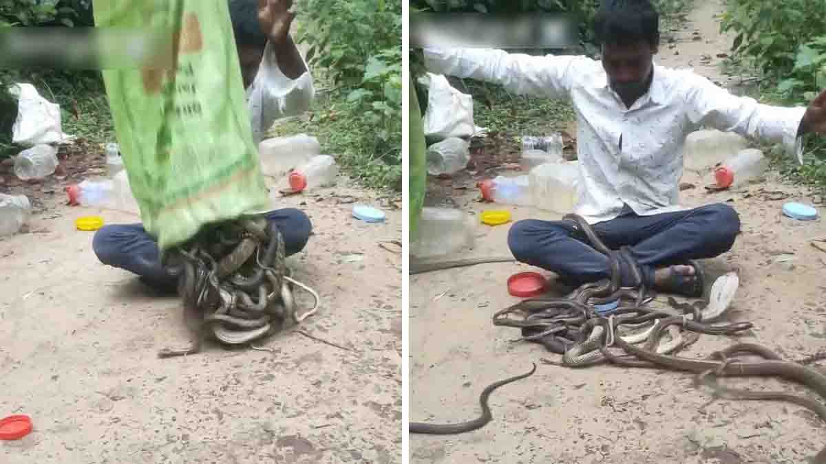 Viral Cobra Video : ಹಾವಿನ ಜೊತೆ ಇಷ್ಟು ದೊಡ್ಡ ರಿಸ್ಕಾ? ನೂರಾರು ನಾಗರಹಾವುಗಳ ಮಧ್ಯೆ ವ್ಯಕ್ತಿ ಸಾಹಸ - ವೈರಲ್ ವಿಡಿಯೋ ನೋಡಿ! 2 A man surrounded by hundreds of venomous cobras after dumping them from a sack onto a dirt road in a viral cobra video.