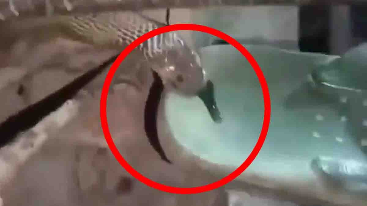 Snake Bites Slipper viral video leaves viewers stunned as the snake aggressively bites a plastic slipper in a shocking incident.