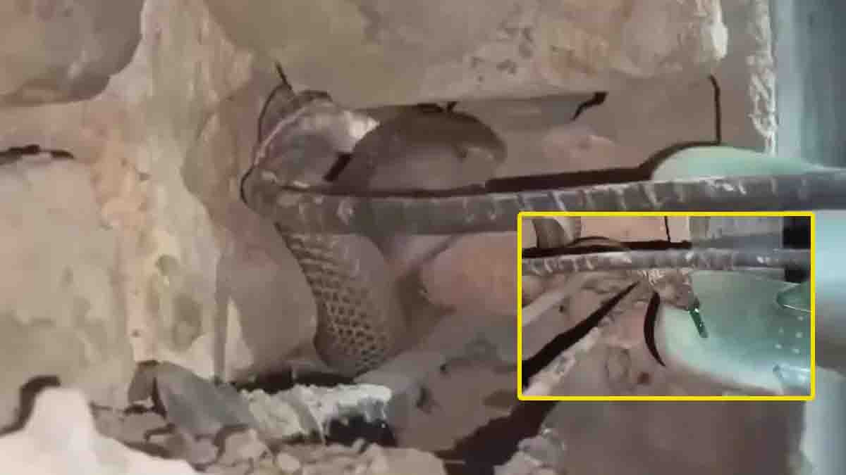 Snake Bites Slipper : ಹಾವಿನ ಭಯಾನಕ ದೃಶ್ಯ, ಚಪ್ಪಲಿಗೆ ಕಚ್ಚಿ ಧಾರಾಕಾರವಾಗಿ ವಿಷ ಕಾರಿದ ವಿಡಿಯೋ ವೈರಲ್, ಮೈಜುಂ ಎನ್ನುತ್ತದೆ ಈ ಘಟನೆ! 4 Snake Bites Slipper viral video leaves viewers stunned as the snake aggressively bites a plastic slipper in a shocking incident.