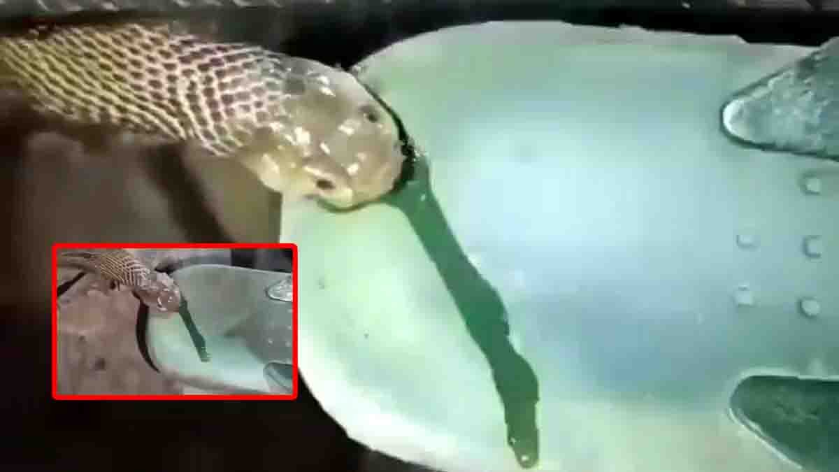 Snake Bites Slipper viral video leaves viewers stunned as the snake aggressively bites a plastic slipper in a shocking incident.