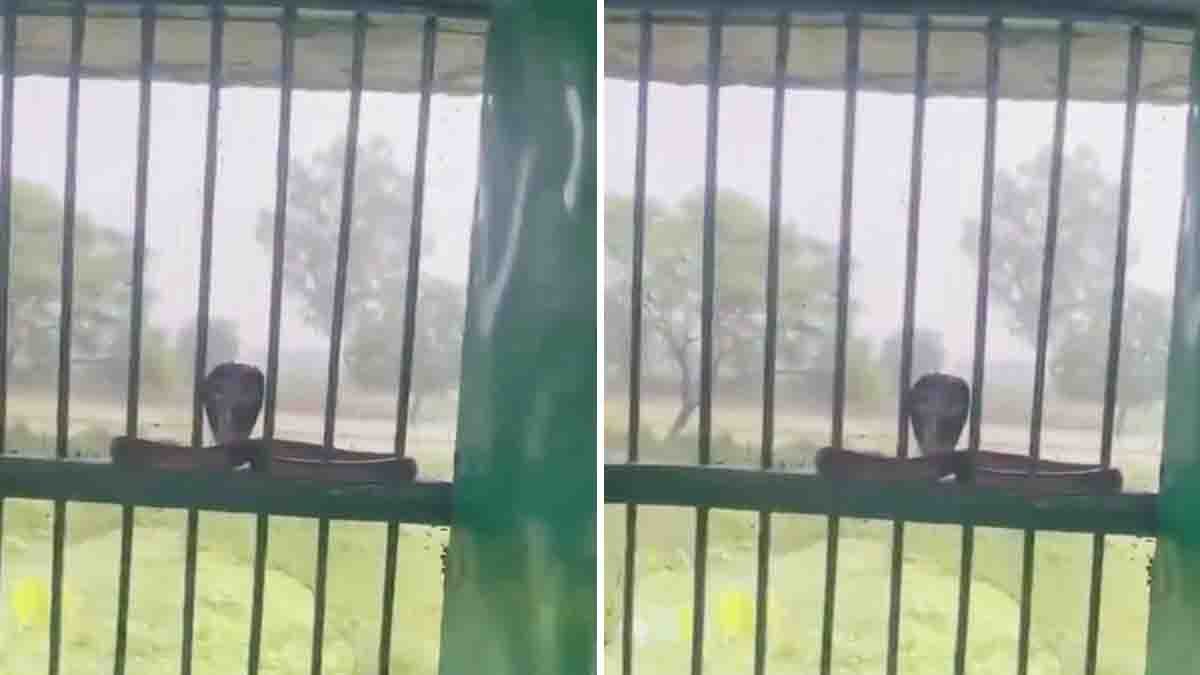 Cobra in UP School: Giant Snake Appears on Classroom Window, Viral Video Stuns Internet