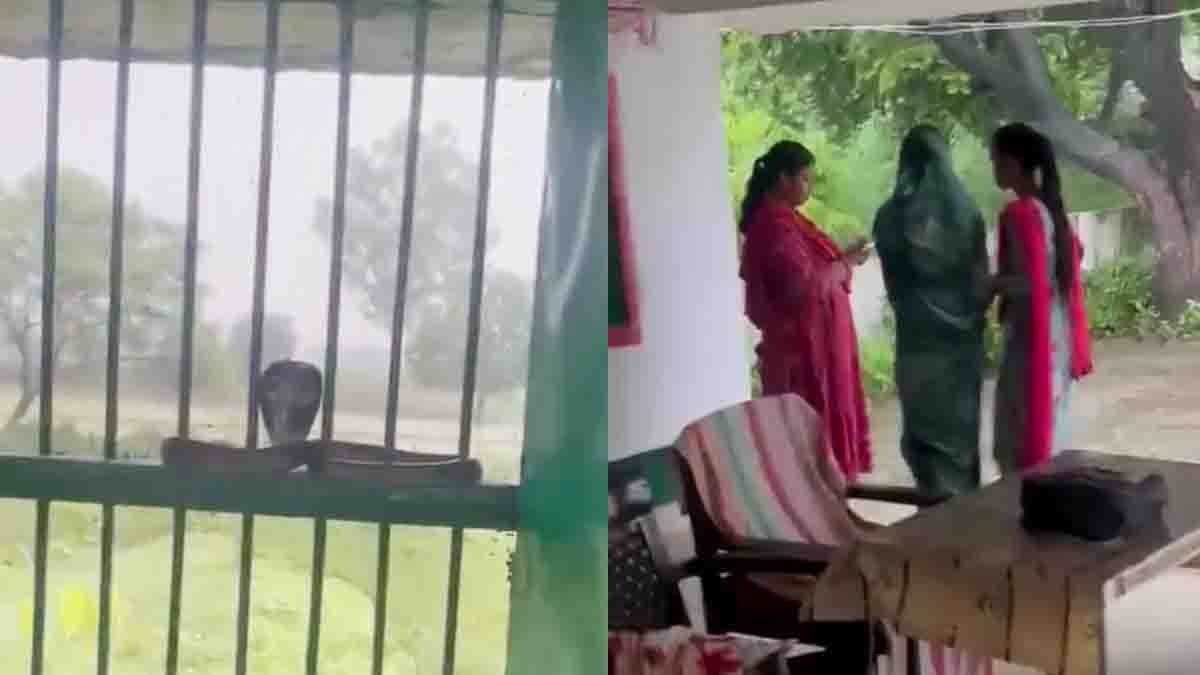 Cobra in UP School: Giant Snake Appears on Classroom Window, Viral Video Stuns Internet