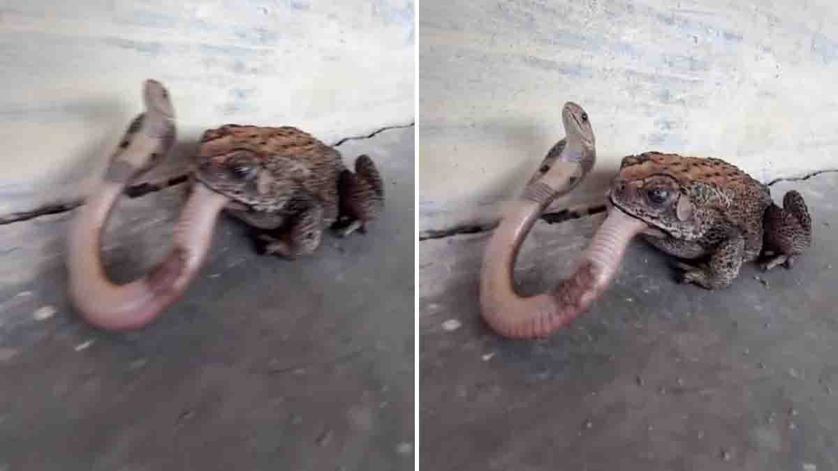 Frog Attacks Cobra: Shocking Viral Snake Video Stuns the Internet