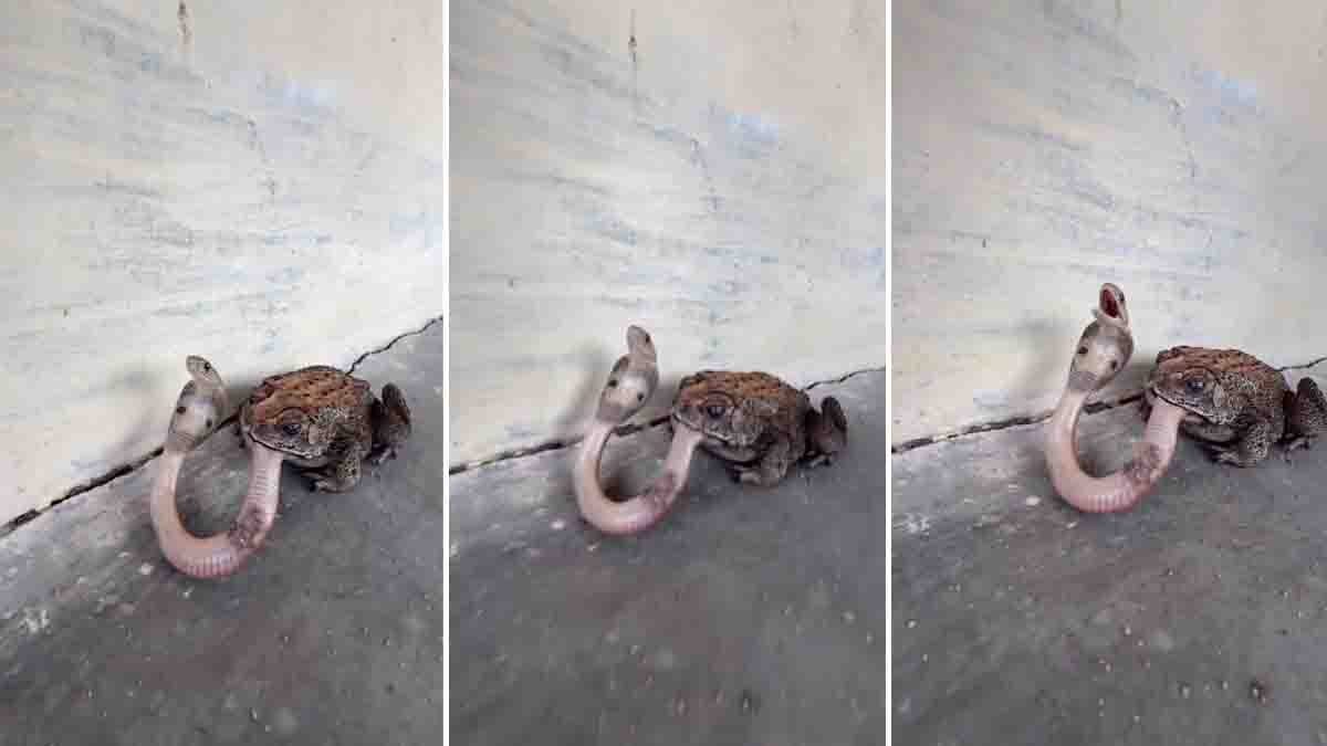 Frog Attacks Cobra: Shocking Viral Snake Video Stuns the Internet