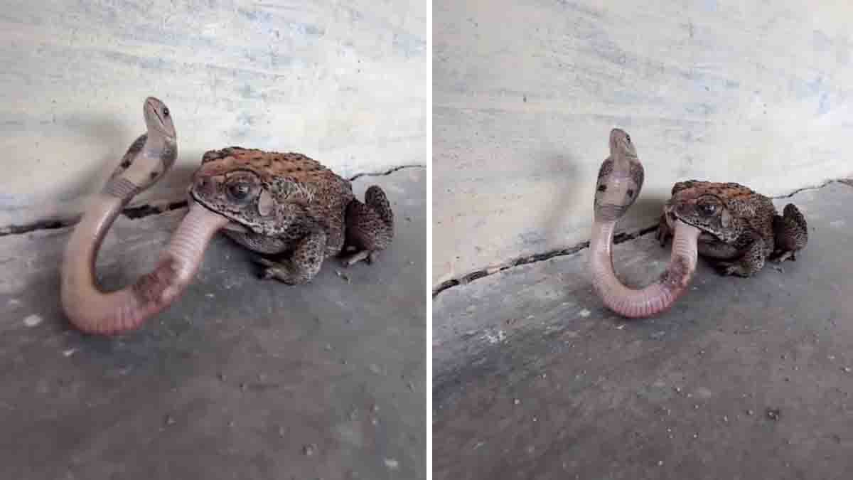 Frog Attacks Cobra: Shocking Viral Snake Video Stuns the Internet