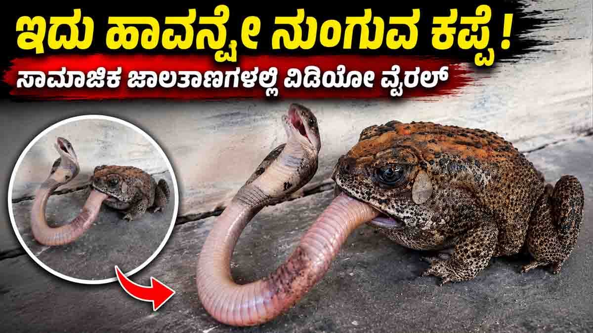 Frog Attacks Cobra: Shocking Viral Snake Video Stuns the Internet