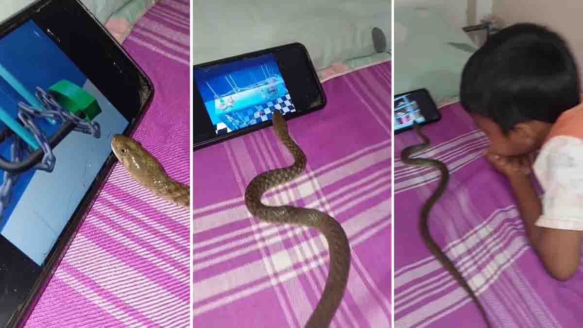 Snake Watching Cartoon Video Goes Viral on Social Media