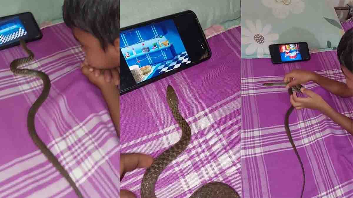 Snake Watching Cartoon Video Goes Viral on Social Media