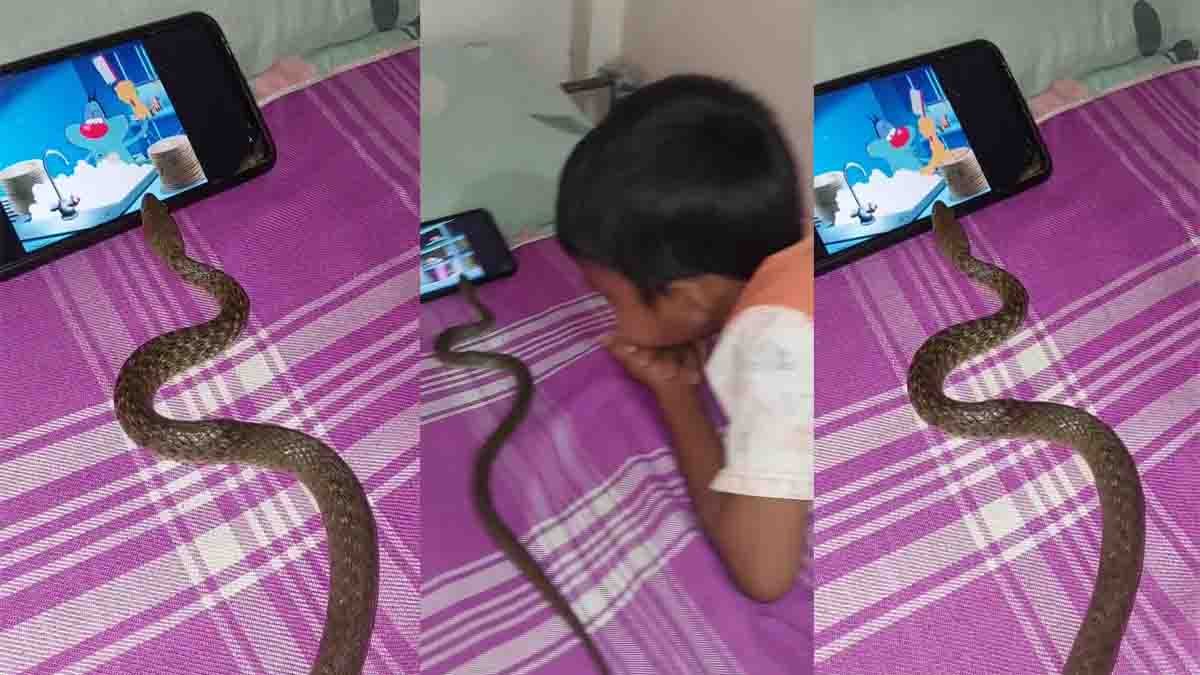 Snake Watching Cartoon Video Goes Viral on Social Media
