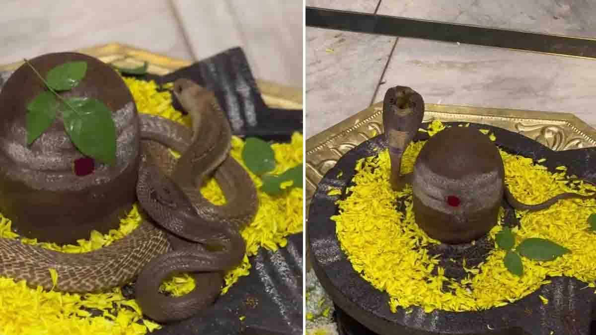 Shiva Linga Snake Video : ಶಿವಲಿಂಗವನ್ನು ಸುತ್ತಿದ ನಾಗರಹಾವುಗಳ ವಿಡಿಯೋ ವೈರಲ್, ಆದರೆ ಇದು ಅಸಲೀನಾ ಅಥವಾ ಎಐ ಸೃಷ್ಟಿನಾ? 1 Shiva Linga Snake Video showing two cobras coiled around a Shiva Linga and Trishul inside a temple, raising questions about whether the footage is real or AI-generated.