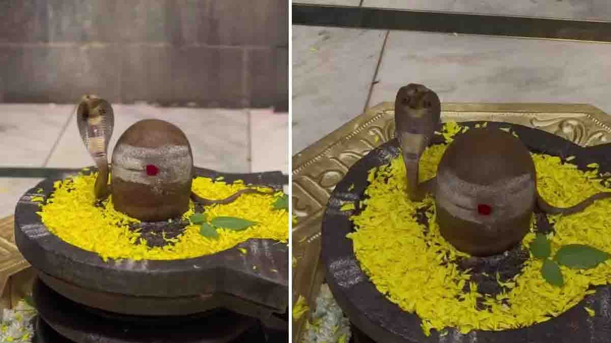 Shiva Linga Snake Video showing two cobras coiled around a Shiva Linga and Trishul inside a temple, raising questions about whether the footage is real or AI-generated.