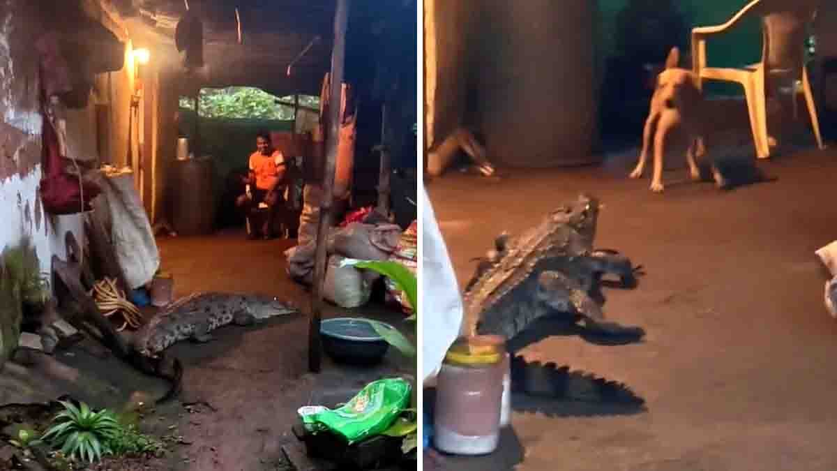Goa Crocodile Viral Video: Giant Crocodile Enters Residential Area