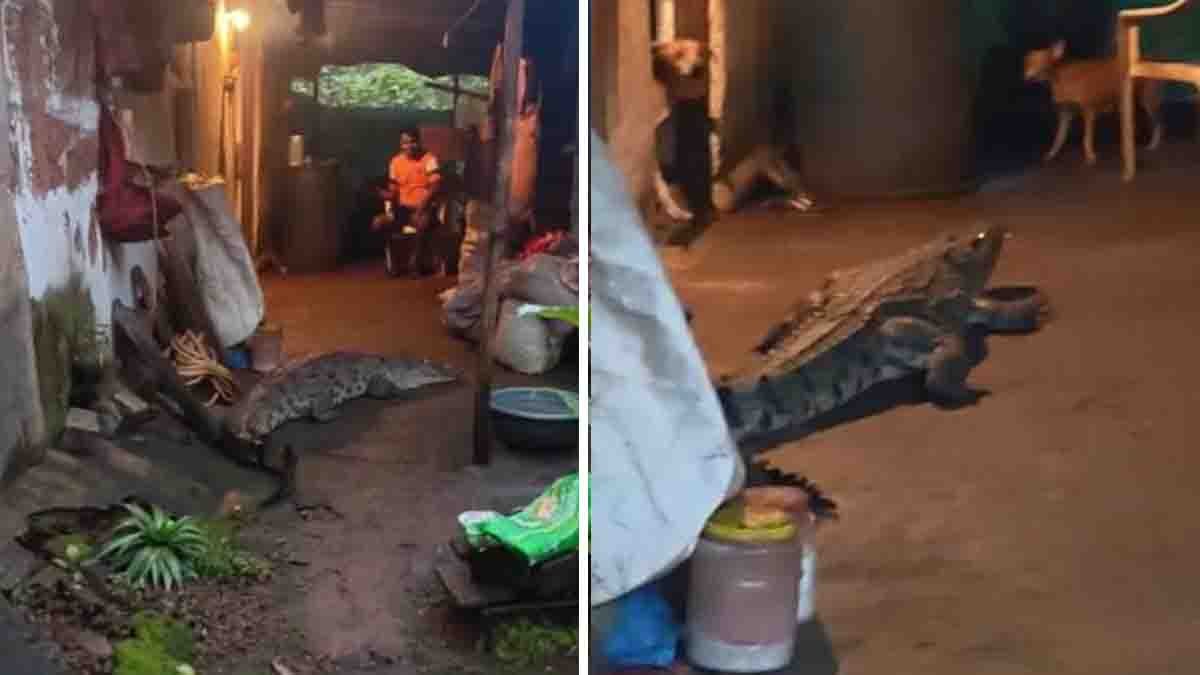 Goa Crocodile Viral Video: Giant Crocodile Enters Residential Area