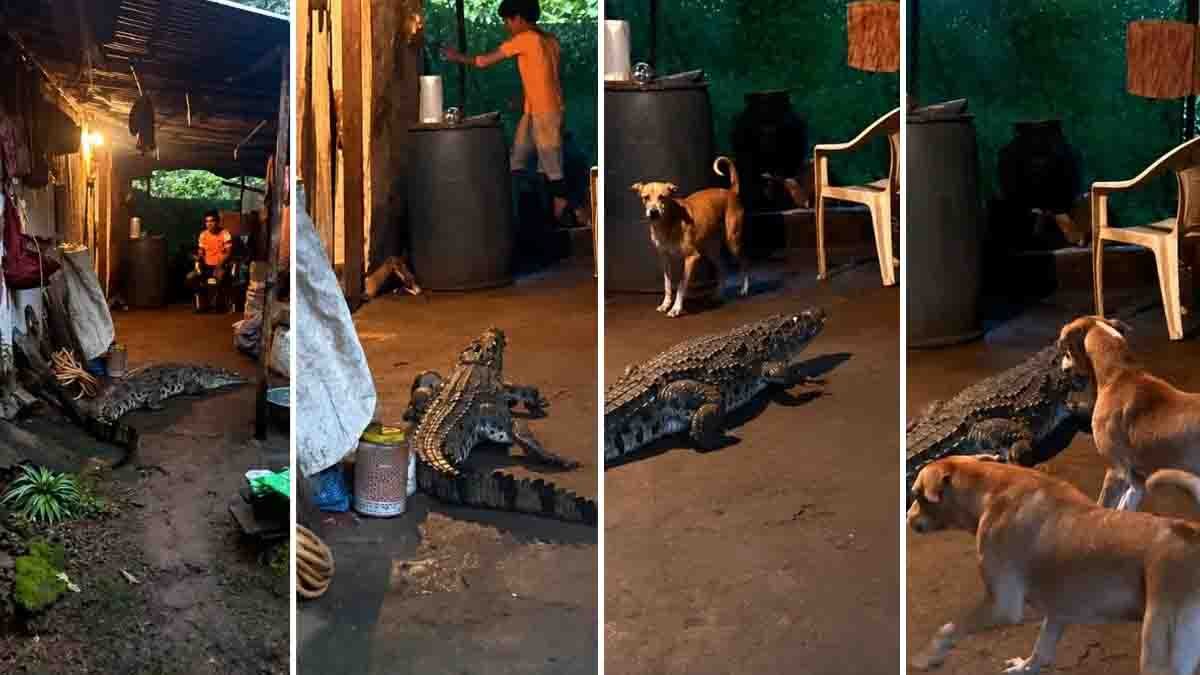 Goa Crocodile Viral Video: Giant Crocodile Enters Residential Area