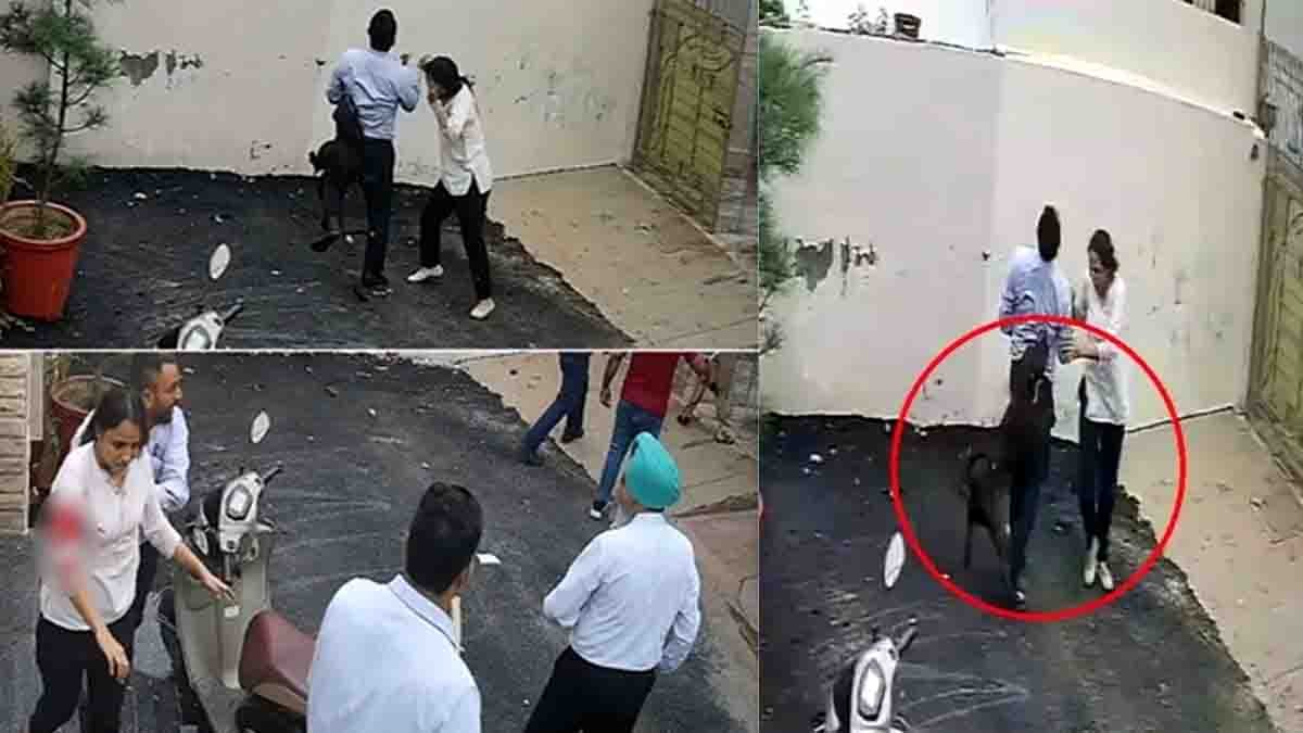 Patiala Pitbull Attack: Couple Attacked While Visiting Rental House, Woman Undergoes Surgery
