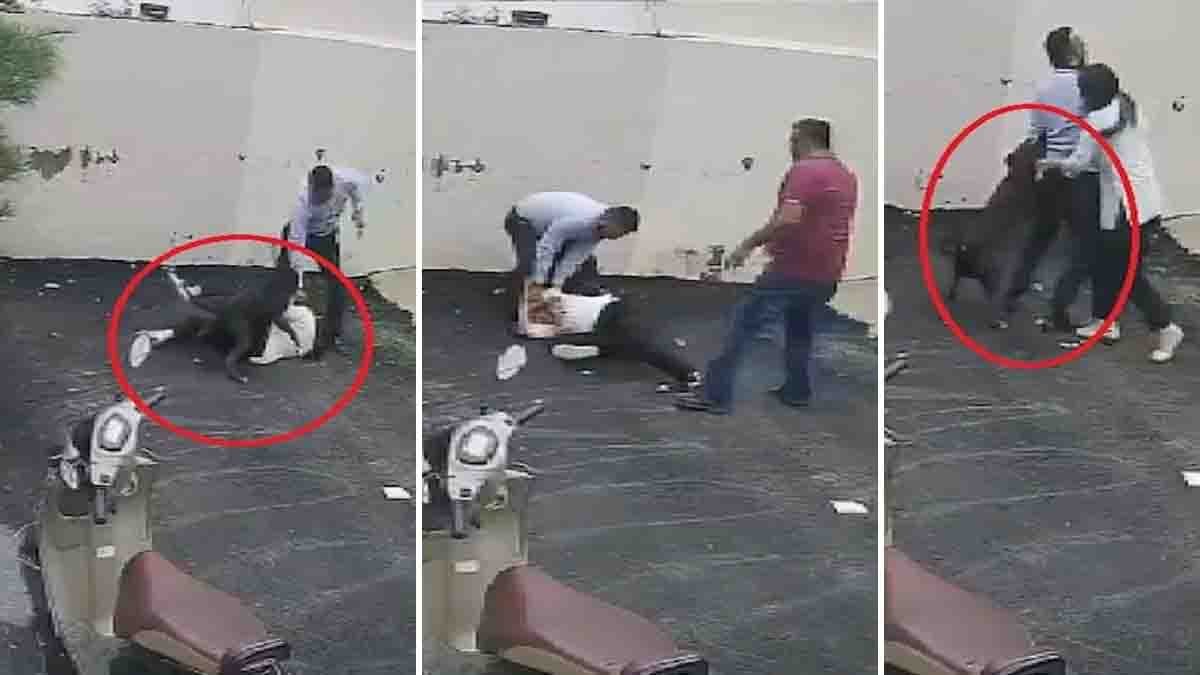 Patiala Pitbull Attack: Couple Attacked While Visiting Rental House, Woman Undergoes Surgery