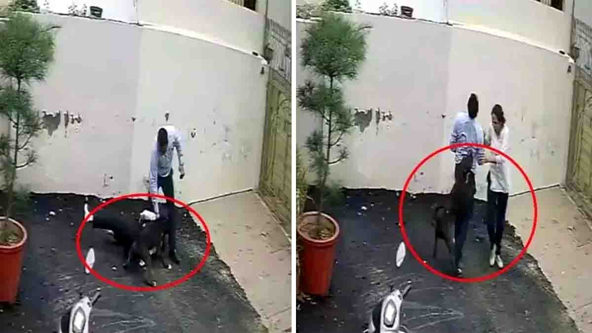 Patiala Pitbull Attack: Couple Attacked While Visiting Rental House, Woman Undergoes Surgery