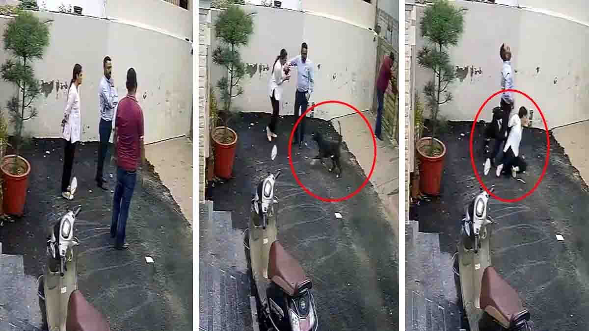 Patiala Pitbull Attack: Couple Attacked While Visiting Rental House, Woman Undergoes Surgery