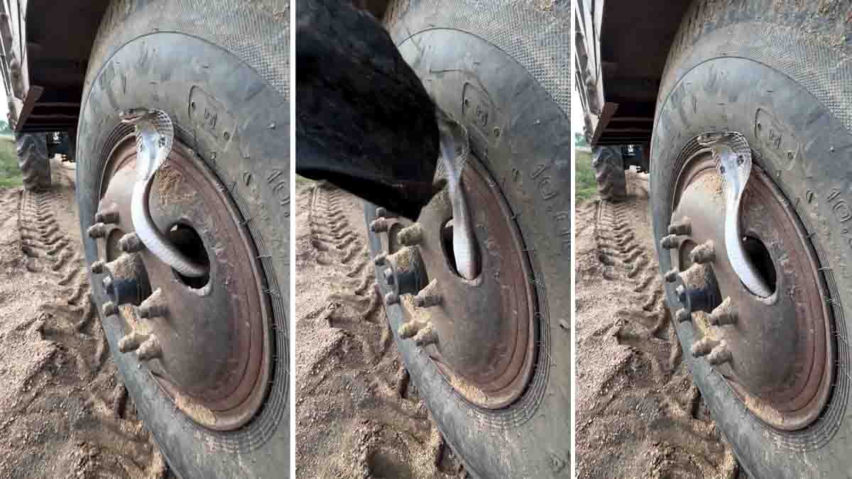 Snake in tyre during a dramatic rescue in Jharkhand