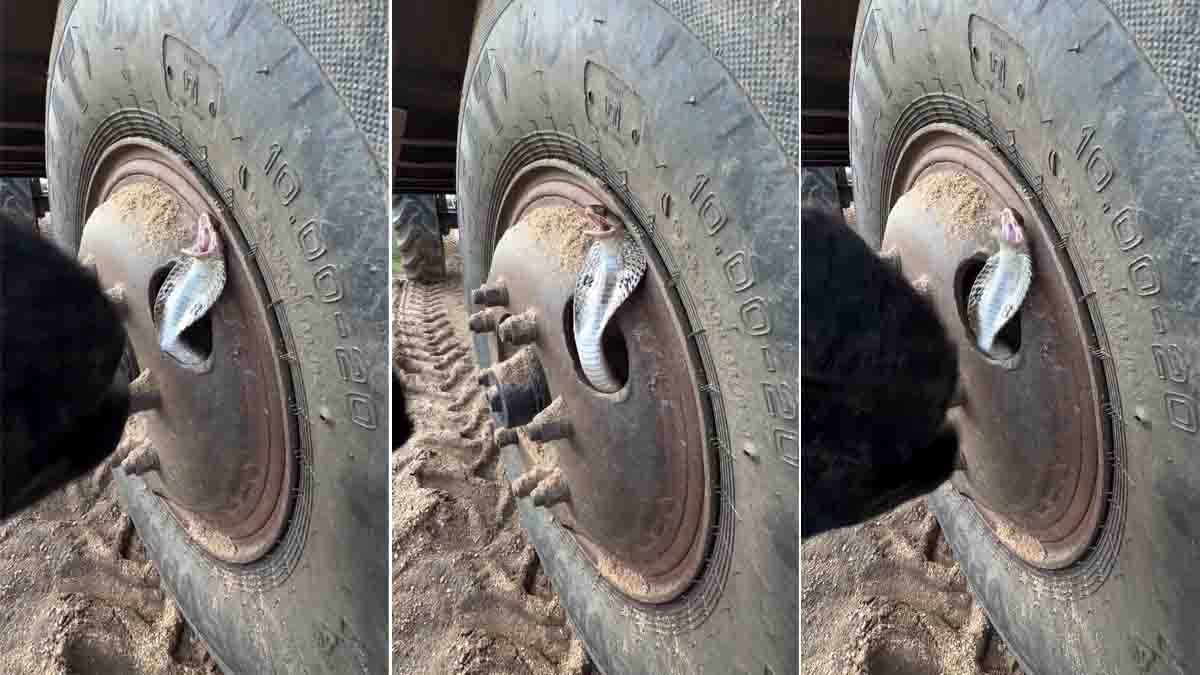 Snake in tyre during a dramatic rescue in Jharkhand