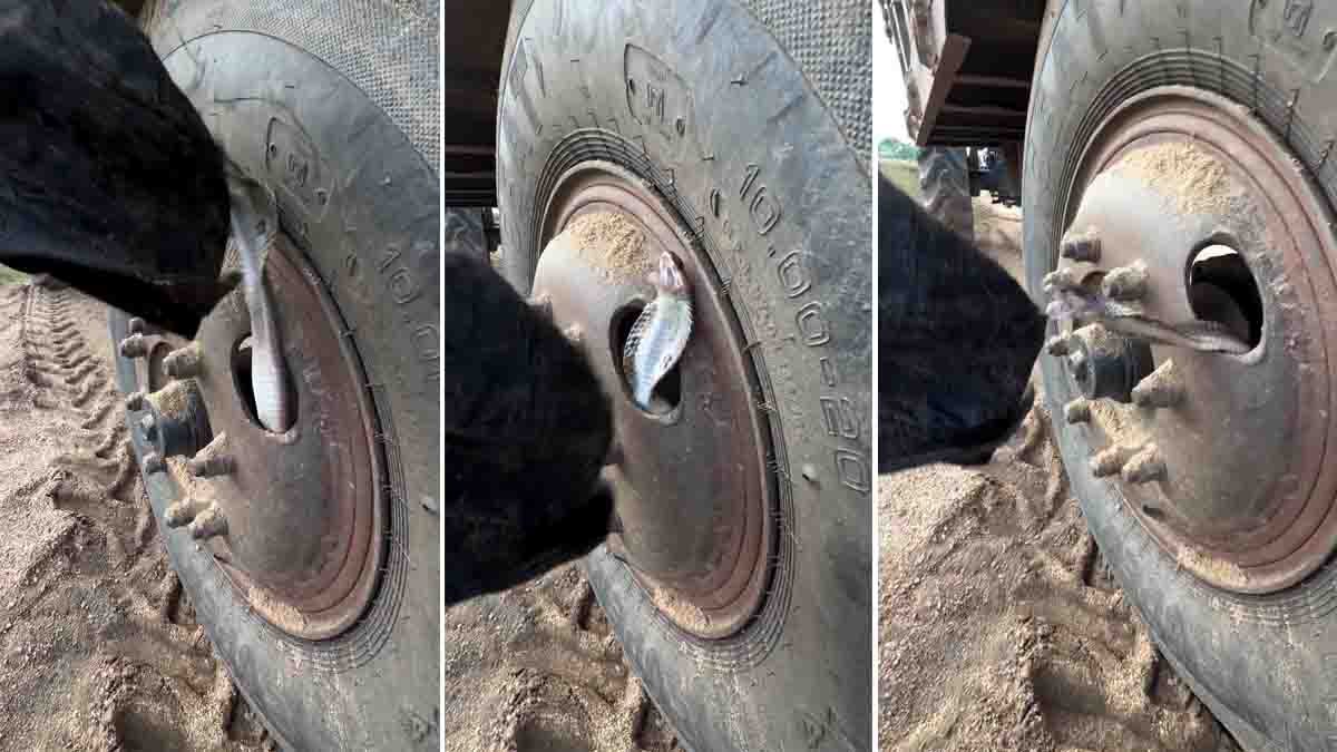Snake in tyre during a dramatic rescue in Jharkhand