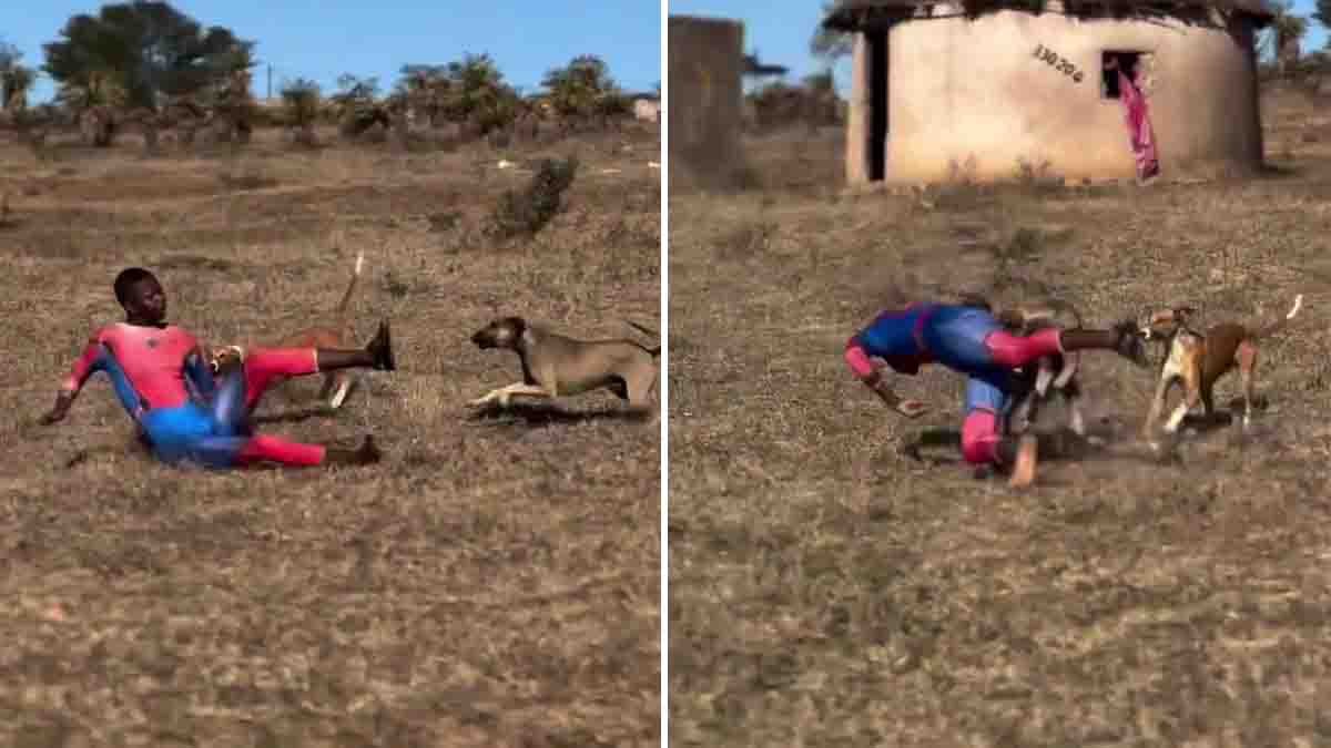 Spider-Man Funny Video shows a man in costume being chased by street dogs