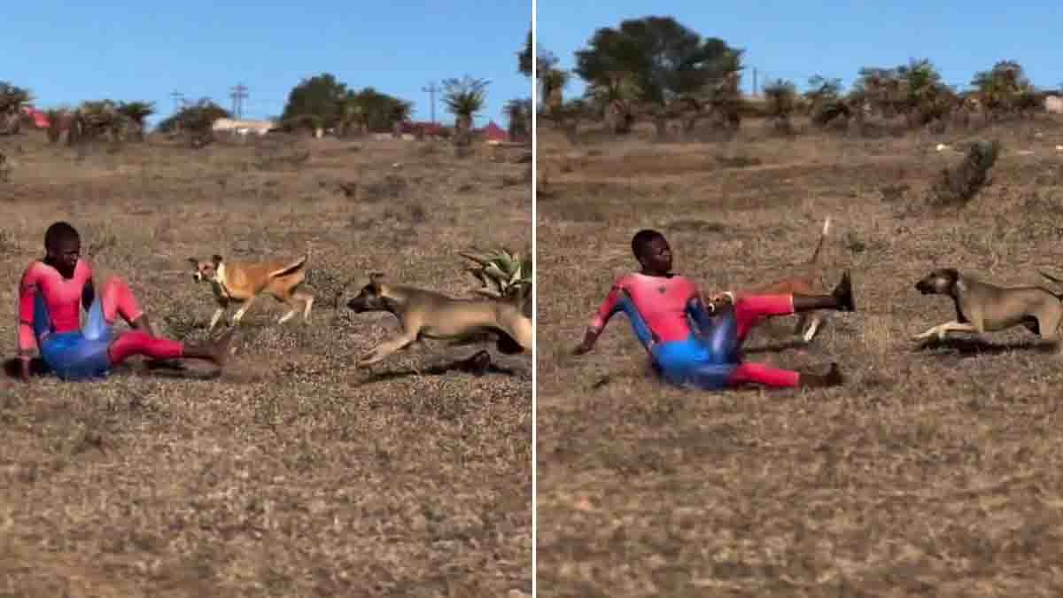 Spider Man Funny Video : ಸೂಪರ್ಹೀರೋ ಸ್ಪೈಡರ್ಮ್ಯಾನ್ ಬೆನ್ನಟ್ಟಿದ ಬೀದಿ ನಾಯಿಗಳು! ನೀವು ನಗದಿರಲು ಸಾಧ್ಯವಿಲ್ಲ, ಫನ್ನಿ ವಿಡಿಯೋ...! 2 Spider-Man Funny Video shows a man in costume being chased by street dogs