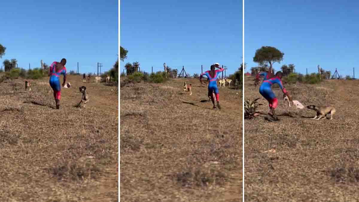 Spider Man Funny Video : ಸೂಪರ್ಹೀರೋ ಸ್ಪೈಡರ್ಮ್ಯಾನ್ ಬೆನ್ನಟ್ಟಿದ ಬೀದಿ ನಾಯಿಗಳು! ನೀವು ನಗದಿರಲು ಸಾಧ್ಯವಿಲ್ಲ, ಫನ್ನಿ ವಿಡಿಯೋ...! 1 Spider-Man Funny Video shows a man in costume being chased by street dogs
