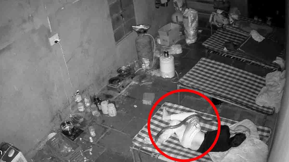 CCTV video shows a giant cobra climbing onto a sleeping man’s bed