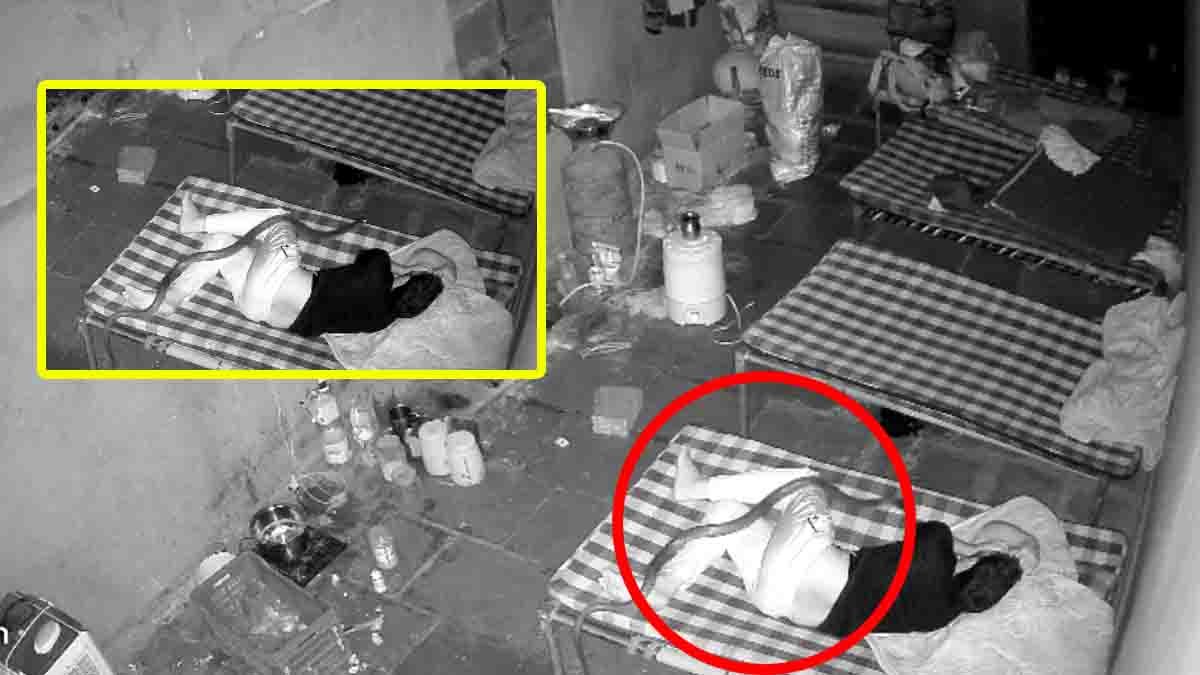 CCTV video shows a giant cobra climbing onto a sleeping man’s bed