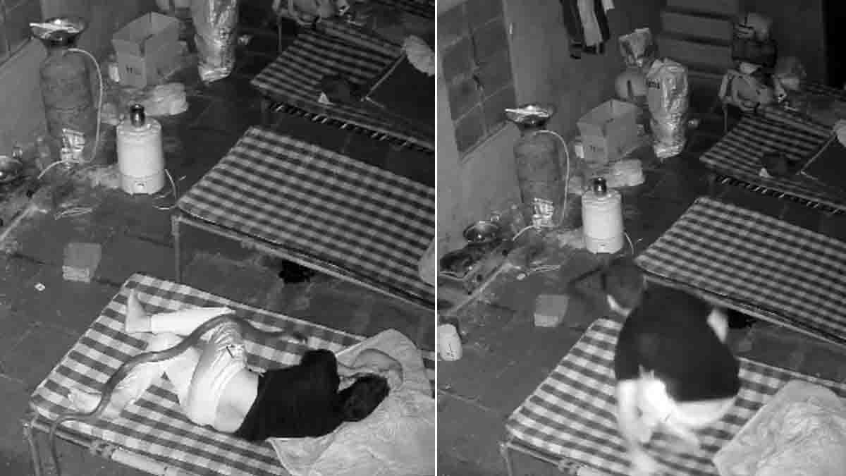 CCTV video shows a giant cobra climbing onto a sleeping man’s bed