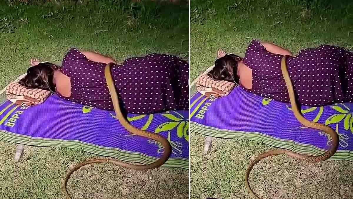 Cobra Viral Video : ಗಾಢ ನಿದ್ರೆಯಲ್ಲಿದ್ದ ಮಹಿಳೆಯ ಮೈಮೇಲೆ ಹರಿದ ಬೃಹತ್ ನಾಗರಹಾವು: ಬೆಚ್ಚಿಬೀಳಿಸುವ ವಿಡಿಯೋ ವೈರಲ್! 2 Cobra viral video showing a giant cobra crawling over a sleeping woman