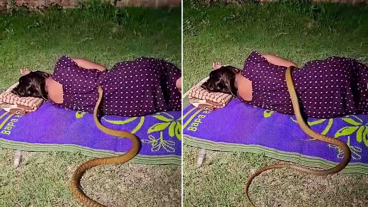 Cobra viral video showing a giant cobra crawling over a sleeping woman