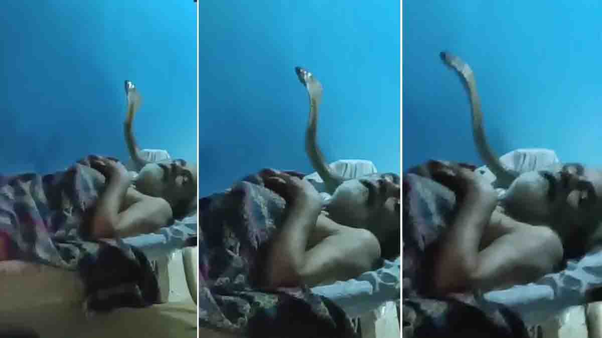 Cobra Viral Video: Giant Cobra Raises Hood Beside Sleeping Man in Terrifying Viral Clip