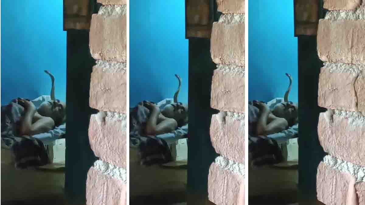 Cobra Viral Video: Giant Cobra Raises Hood Beside Sleeping Man in Terrifying Viral Clip