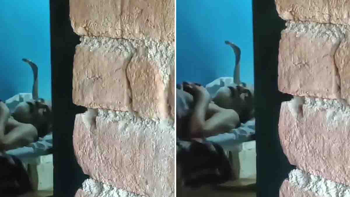 Cobra Viral Video: Giant Cobra Raises Hood Beside Sleeping Man in Terrifying Viral Clip