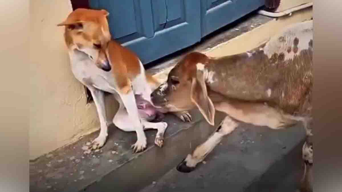 Stray Dog Nurses Calf in Heartwarming Viral Video