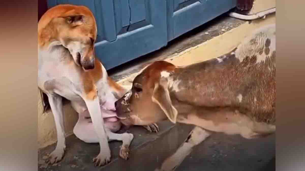 Stray Dog Nurses Calf in Heartwarming Viral Video