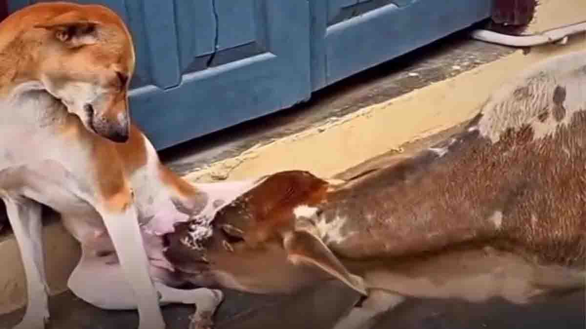 Stray Dog Nurses Calf in Heartwarming Viral Video