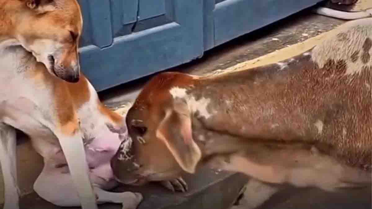 Stray Dog Nurses Calf in Heartwarming Viral Video
