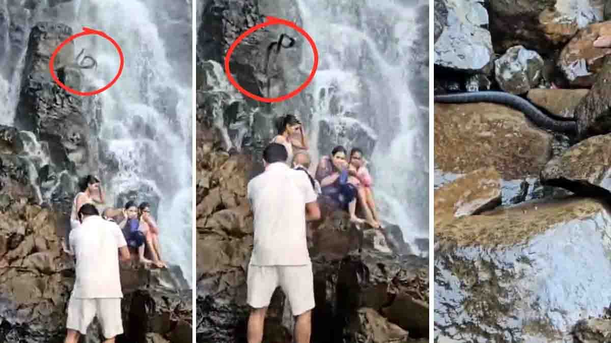 Amboli Waterfall snake video showing a giant snake falling near a tourist carrying a child