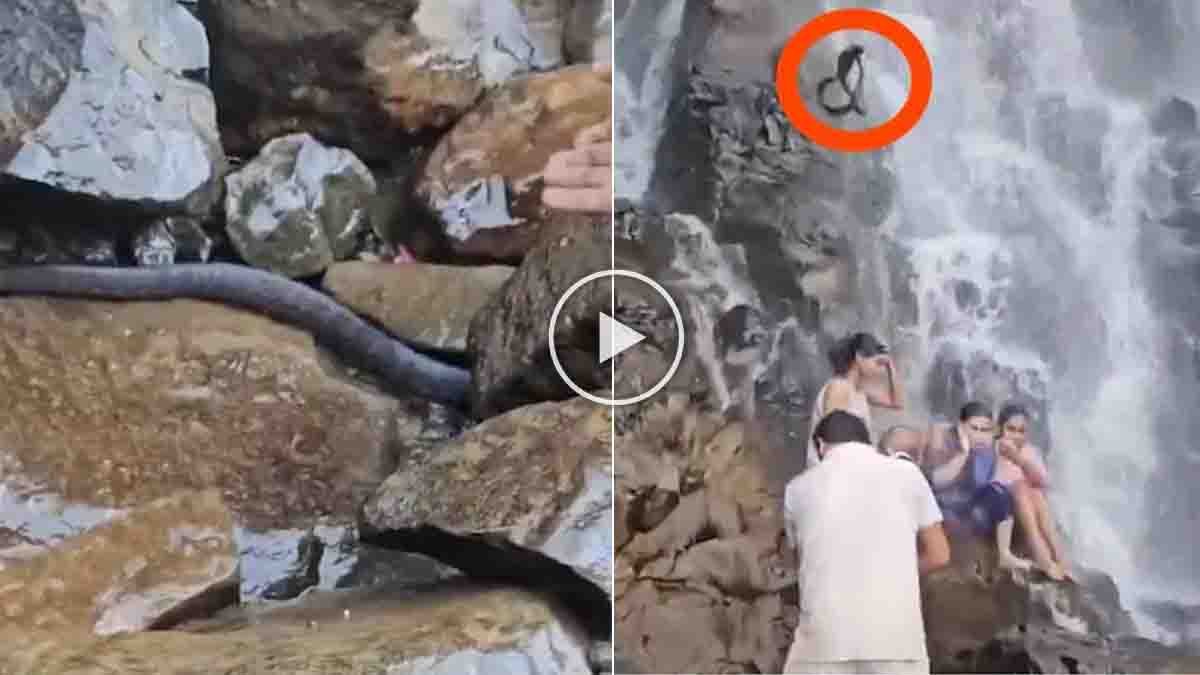 Amboli Waterfall snake video showing a giant snake falling near a tourist carrying a child