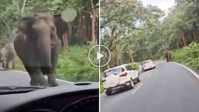 Kerala elephant video shows a wild elephant charging toward a car on the Sulthan Bathery-Gundlupet forest road