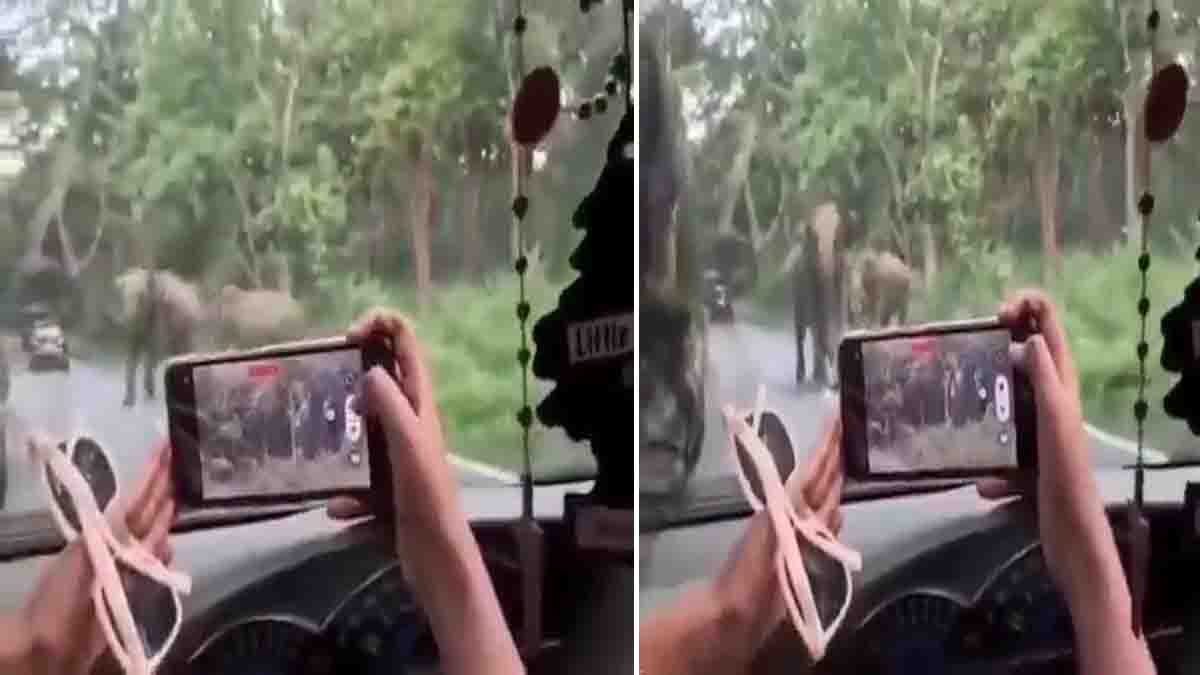 Kerala elephant video shows a wild elephant charging toward a car on the Sulthan Bathery-Gundlupet forest road