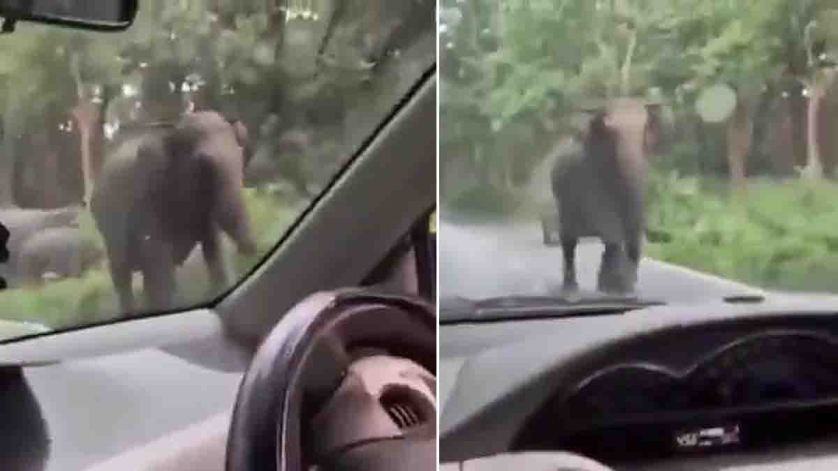 Kerala elephant video shows a wild elephant charging toward a car on the Sulthan Bathery-Gundlupet forest road
